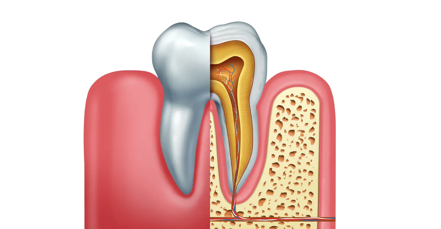 Tooth Anatomy 2